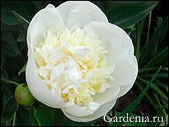 Пион «Дюшес де Немур Селект» с ароматом ландыша Пион «Дюшес де Немур Селект» с ароматом ландыша